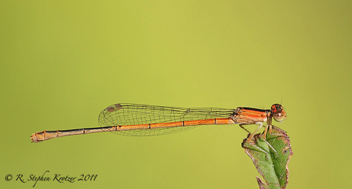 Ischnura hastata, young female